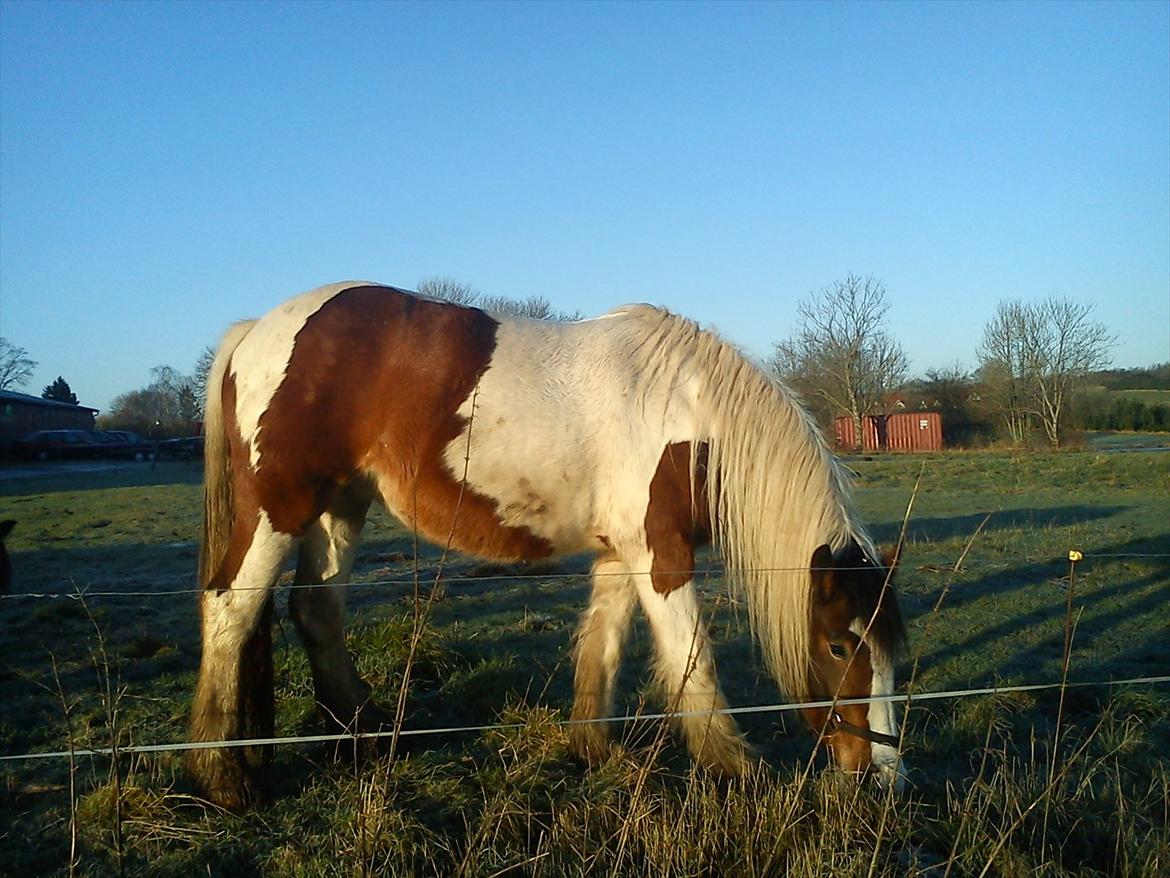 Irish Cob Bundolo's Zaphira - Dec 2011 billede 13