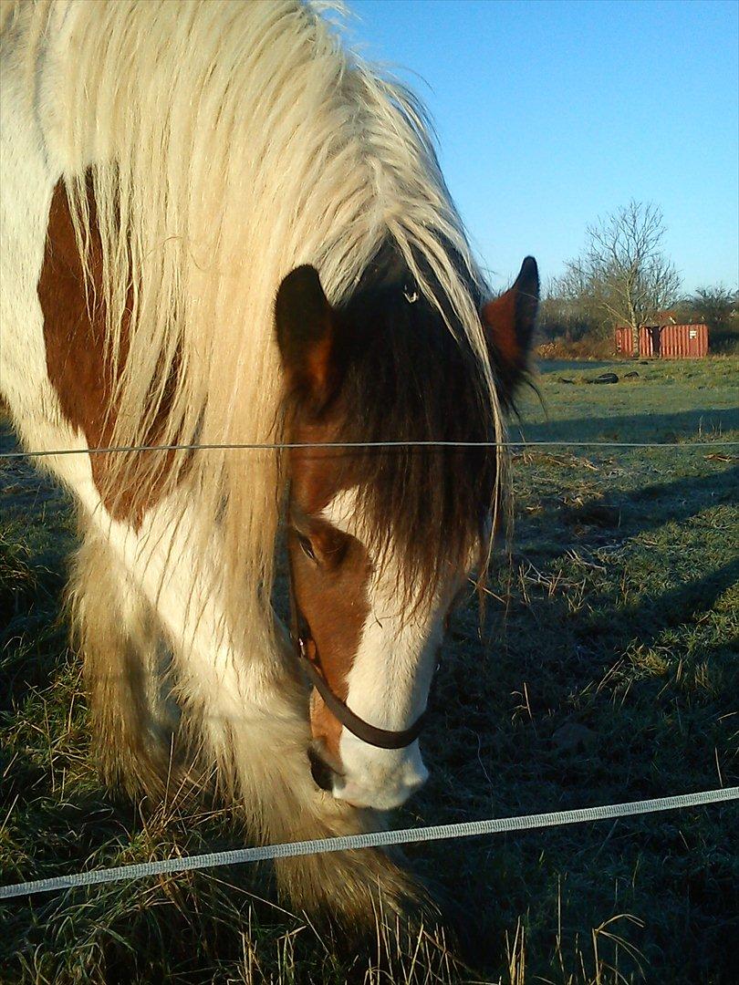 Irish Cob Bundolo's Zaphira - dec 2011 billede 14