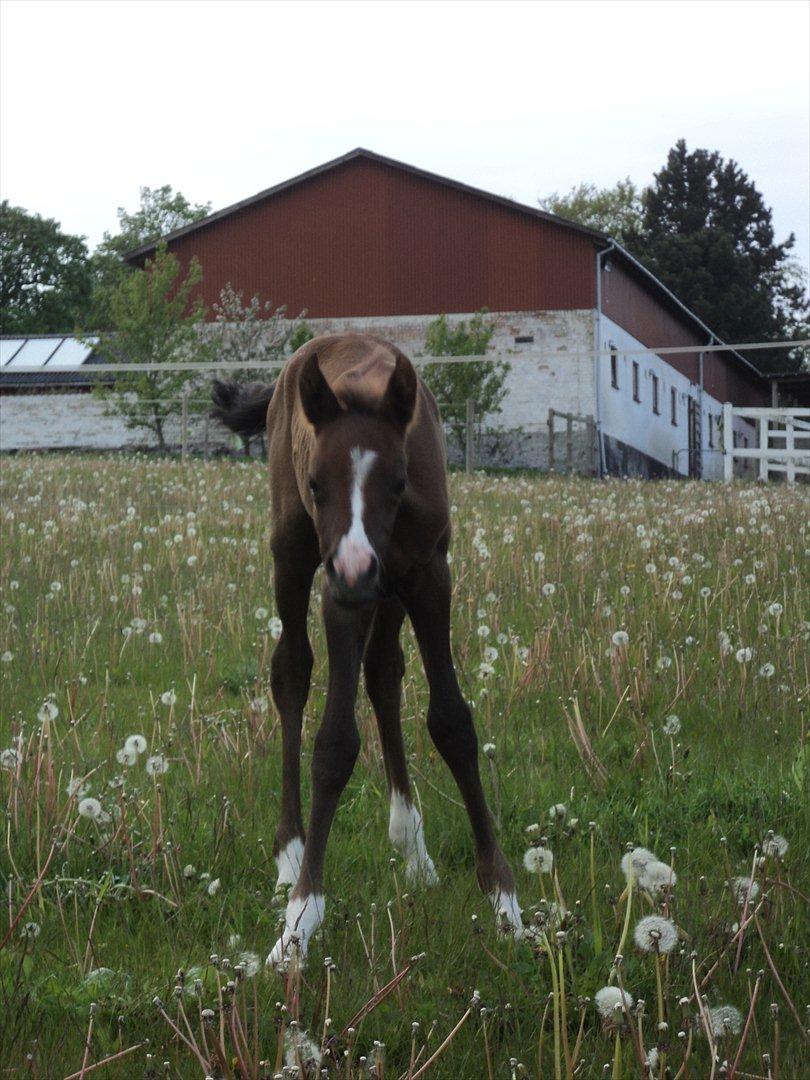 DSP Tystrupgårds Bathiba - 19. maj 2012 billede 18