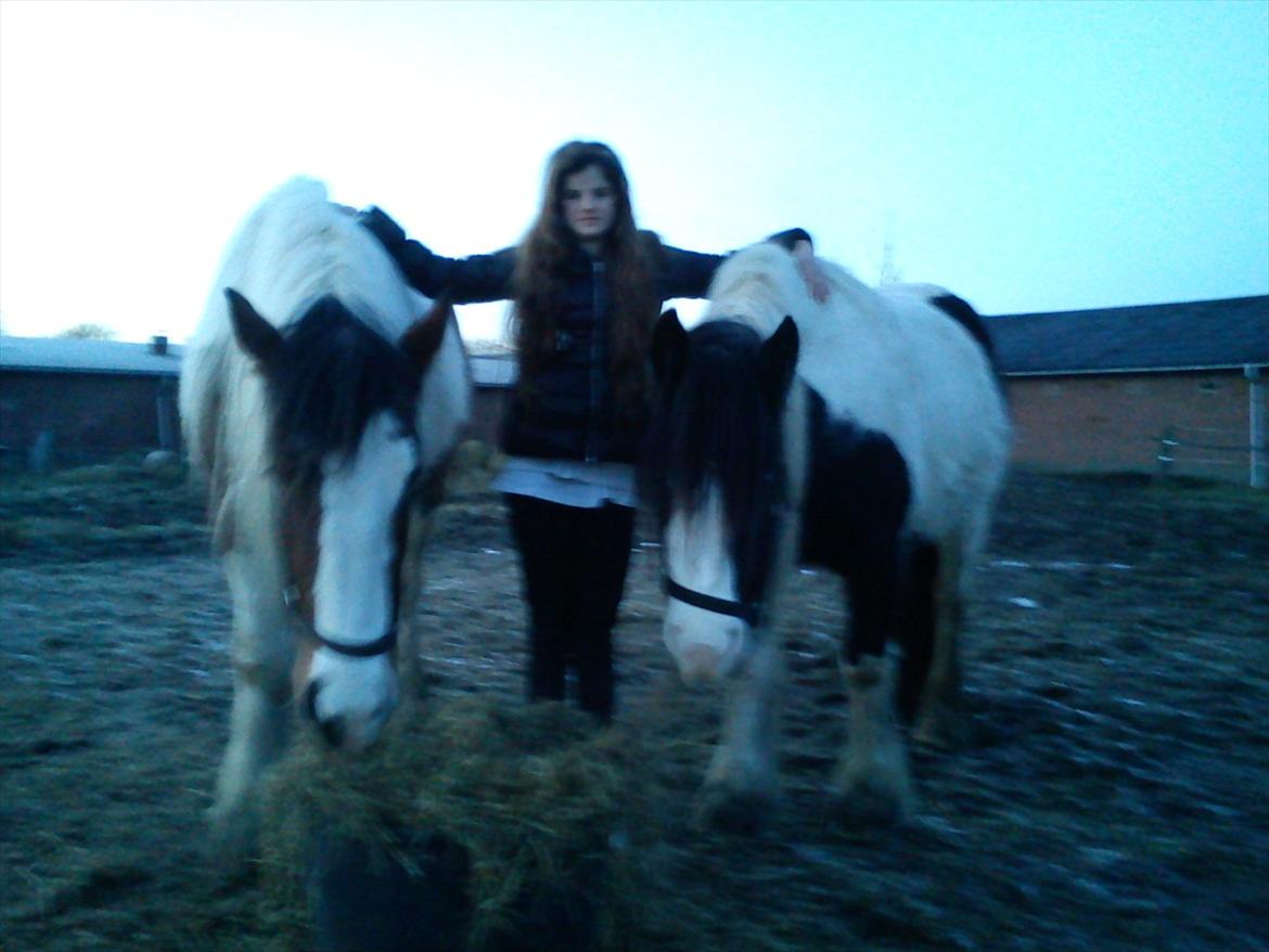 Irish Cob Bundolo's Zaphira billede 15