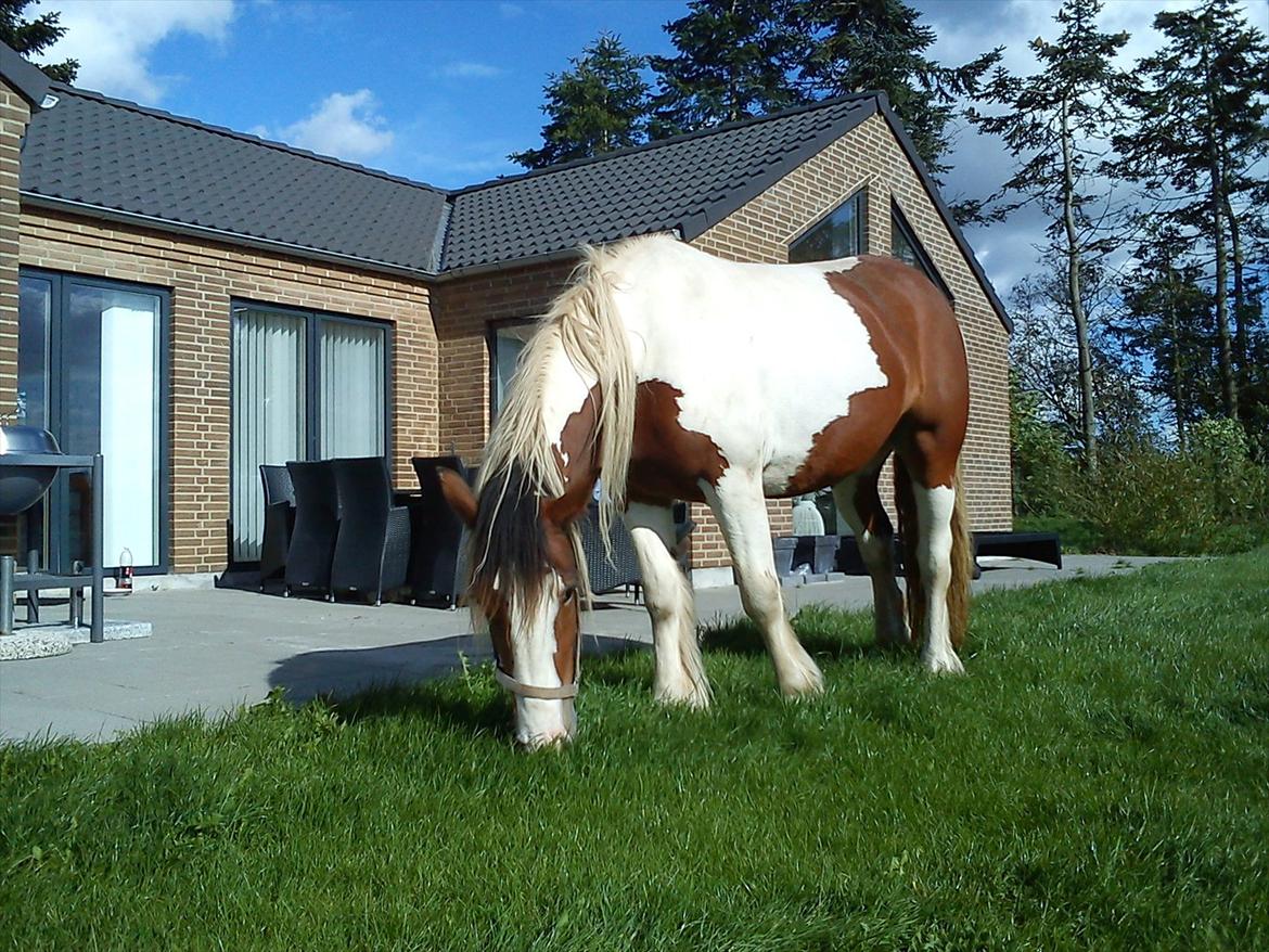 Irish Cob Bundolo's Zaphira - sommer 2011 billede 16