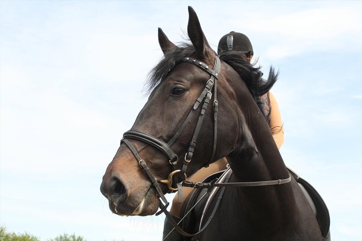 Oldenborg Monique *Gl. Part* billede 19