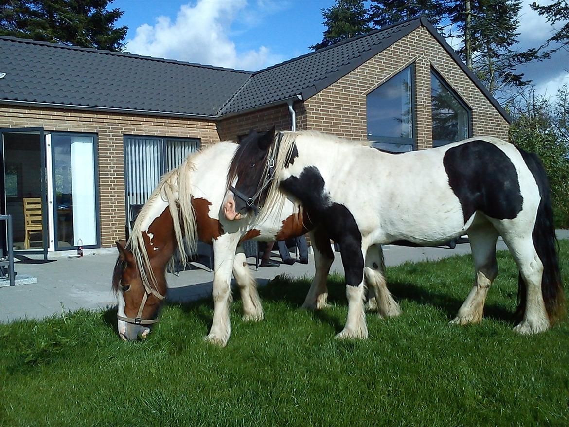 Irish Cob Bundolo's Zaphira - sommer 11 - Søster Indi og Zaphira billede 17