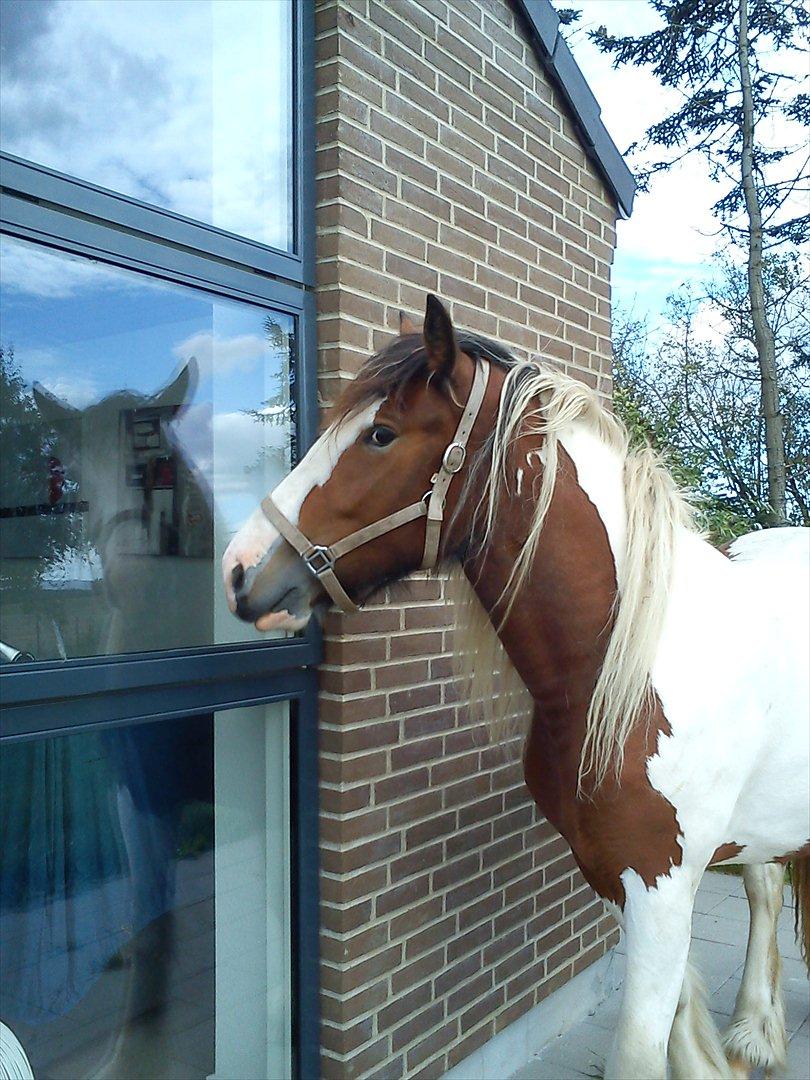 Irish Cob Bundolo's Zaphira - hvem bor der inde... billede 18