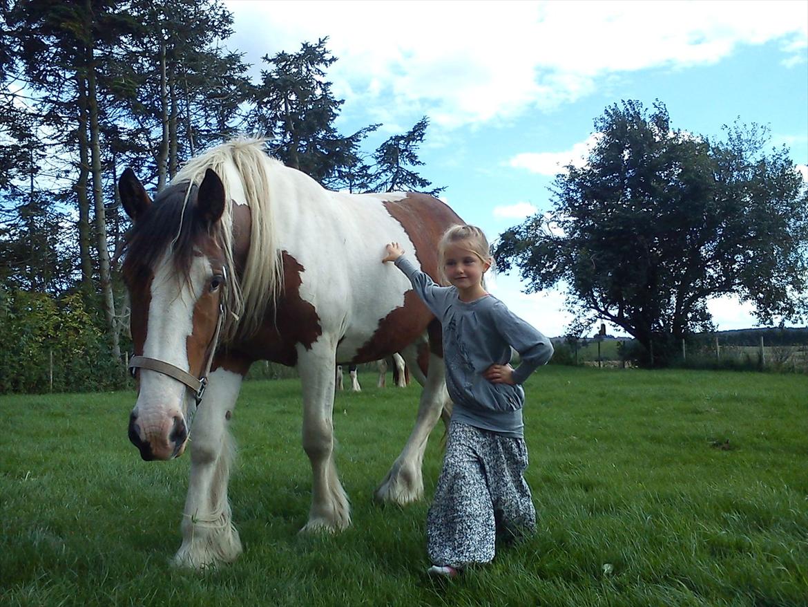 Irish Cob Bundolo's Zaphira - sommer 11 billede 19