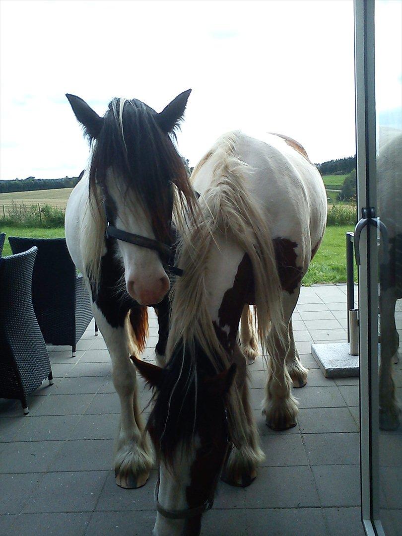 Irish Cob Bundolo's Zaphira billede 20