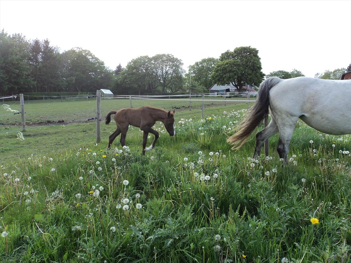 DSP Tystrupgårds Bathiba - 19. maj 2012 billede 19