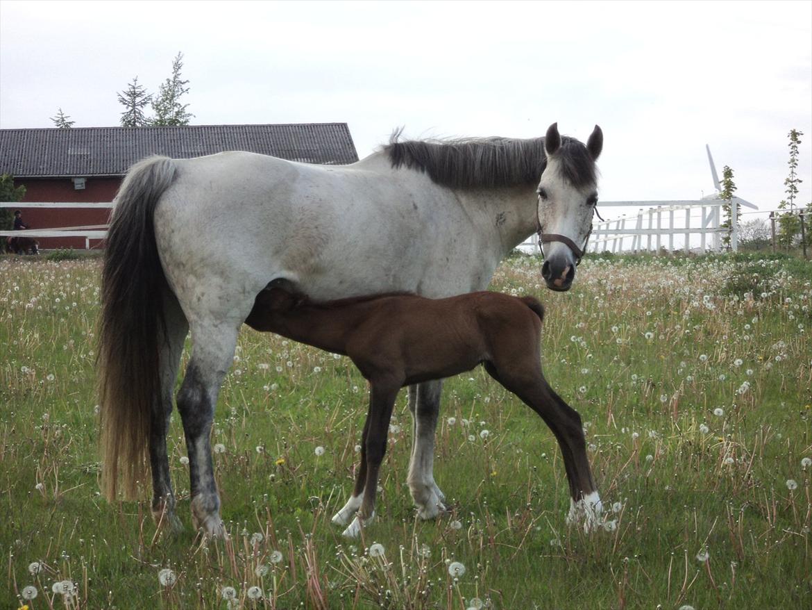 DSP Tystrupgårds Bathiba - 19. maj 2012 billede 20