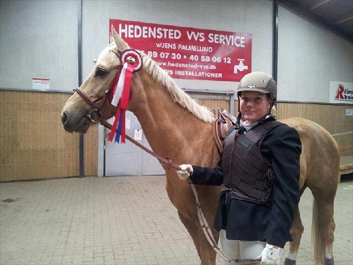 Palomino Rudolph's Cheyenne - 2 rosetter til stævne i Hedensted billede 10