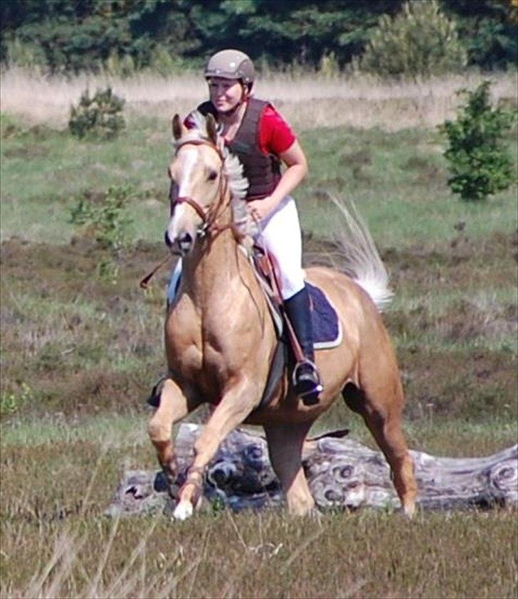 Palomino Rudolph's Cheyenne - Jagt på Harrild hede billede 7