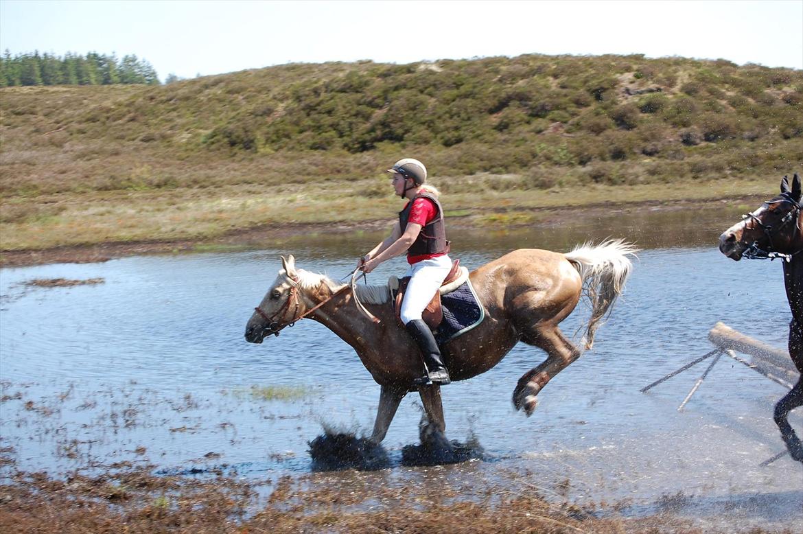 Palomino Rudolph's Cheyenne - Vandspring i jagten på Harrild hede billede 3