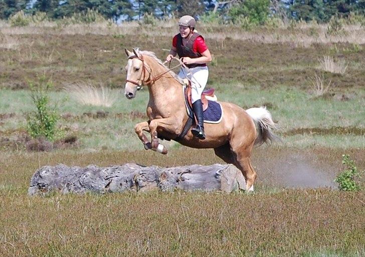 Palomino Rudolph's Cheyenne - jagt på Harrild hede billede 6