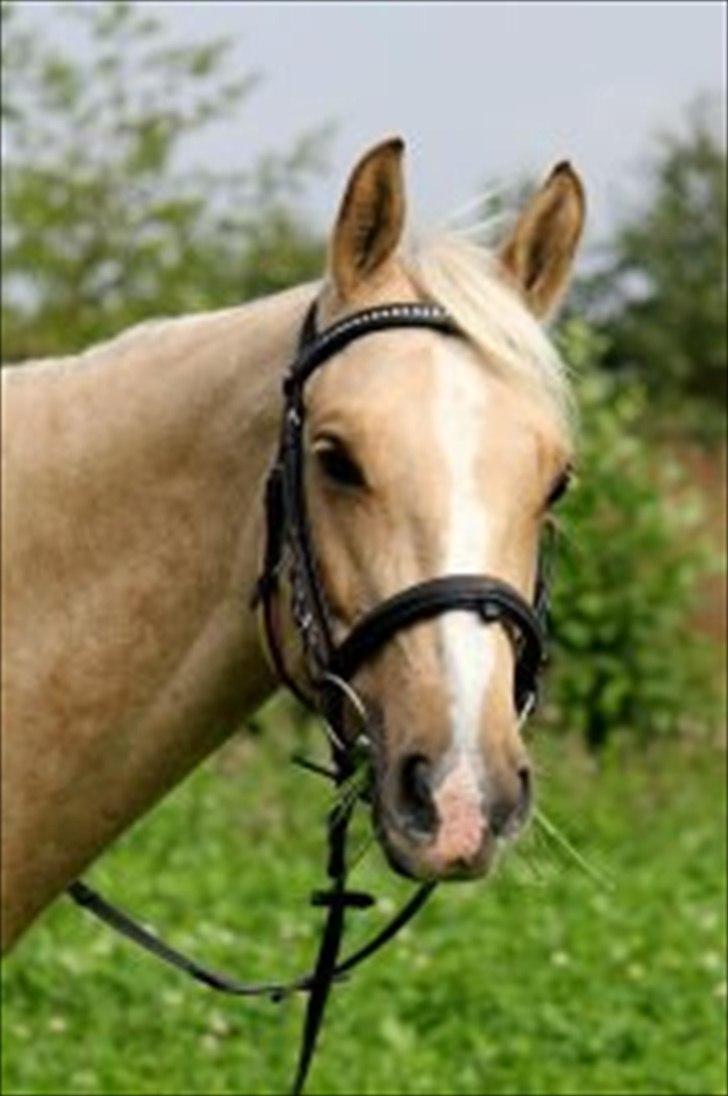 Palomino Rudolph's Cheyenne billede 9