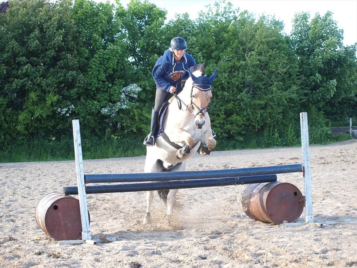 Fjordhest Gajol Møldrup - Spinger 90 cm
Fotograf: Line Steen Jensen billede 1