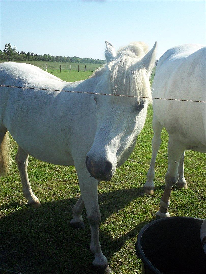 Anden særlig race Østergårdens Rommy billede 12