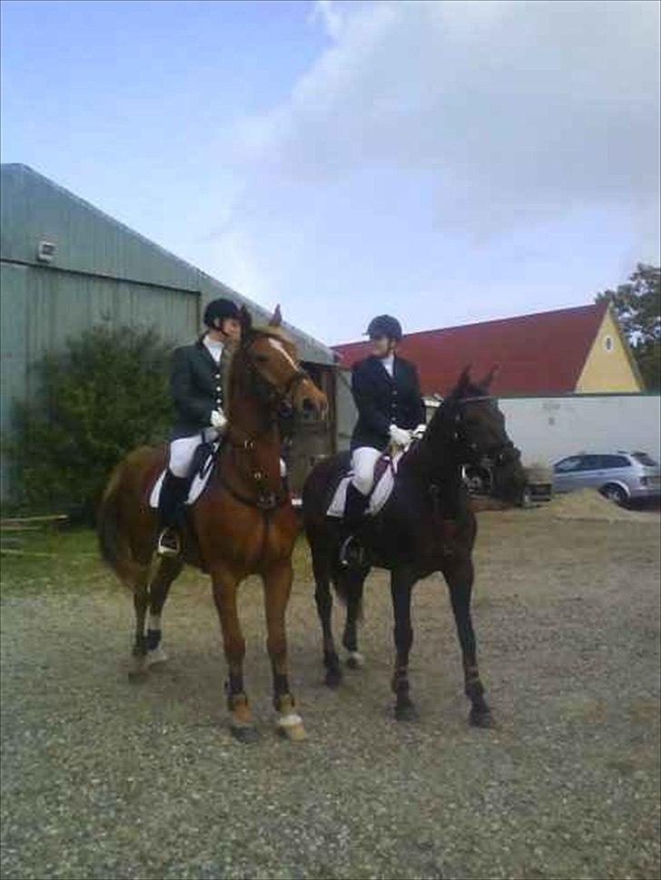 Dansk Varmblod Helia Enemærke *SOLGT* (Himmelhest) billede 3