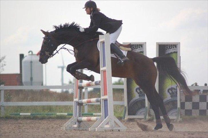 Dansk Varmblod Helia Enemærke *SOLGT* (Himmelhest) billede 1