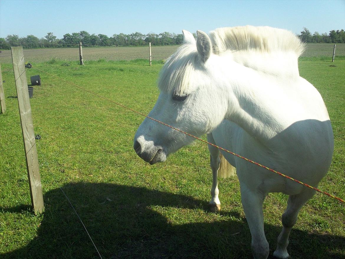 Anden særlig race Østergårdens Rommy billede 8