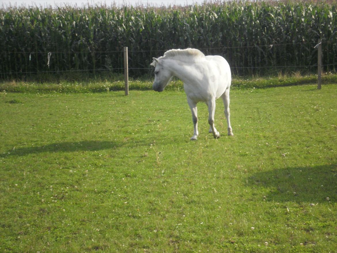 Anden særlig race Østergårdens Rommy billede 13