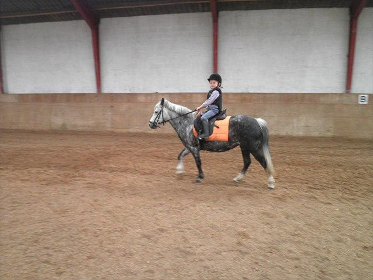 Welsh Mountain (sec A) Sisse. Himmelhest.  billede 9