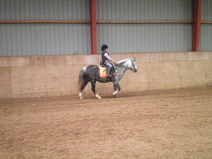 Welsh Mountain (sec A) Sisse. Himmelhest.  billede 10