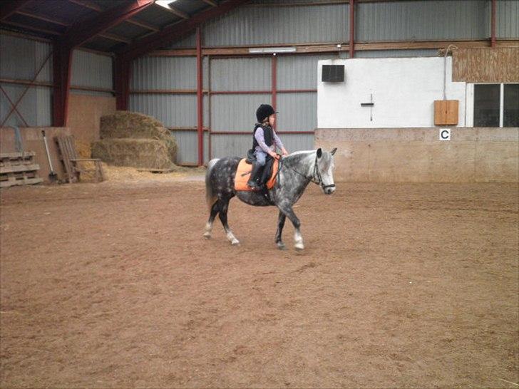 Welsh Mountain (sec A) Sisse. Himmelhest.  billede 11