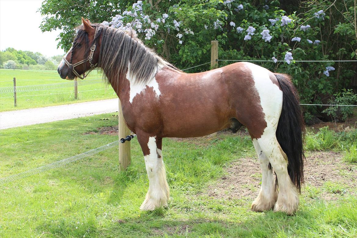 Irish Cob SIR CONNERY De CANTERVILLE - Rigtig fin, mor er lidt træt af mit hår ikke er længere, Mckale og jeg lejer sommetider frisør. 0:) billede 16