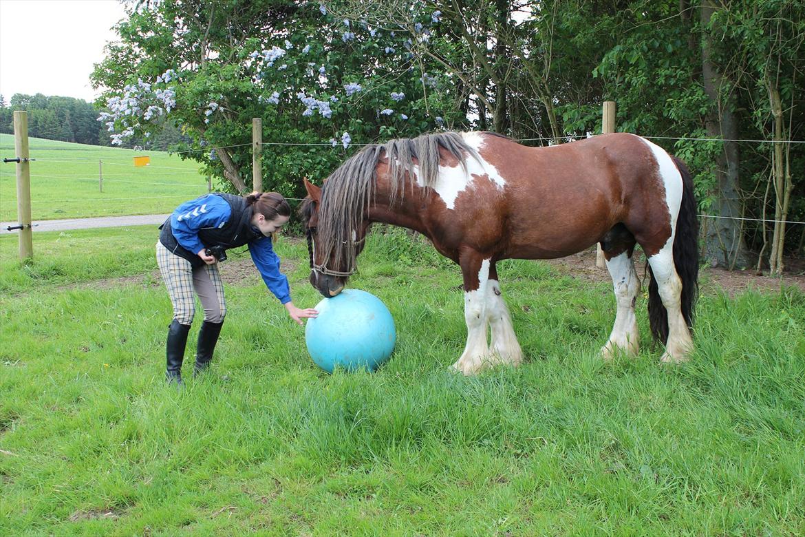 Irish Cob SIR CONNERY De CANTERVILLE - Charlotte ville så gerne lege med bolden, det var bare ikke så sjovt. billede 17