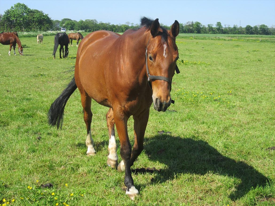 Hannoveraner Alfi - Alfi hentes på marken, han kommer selv imod mig <3    Maj 2012 billede 14