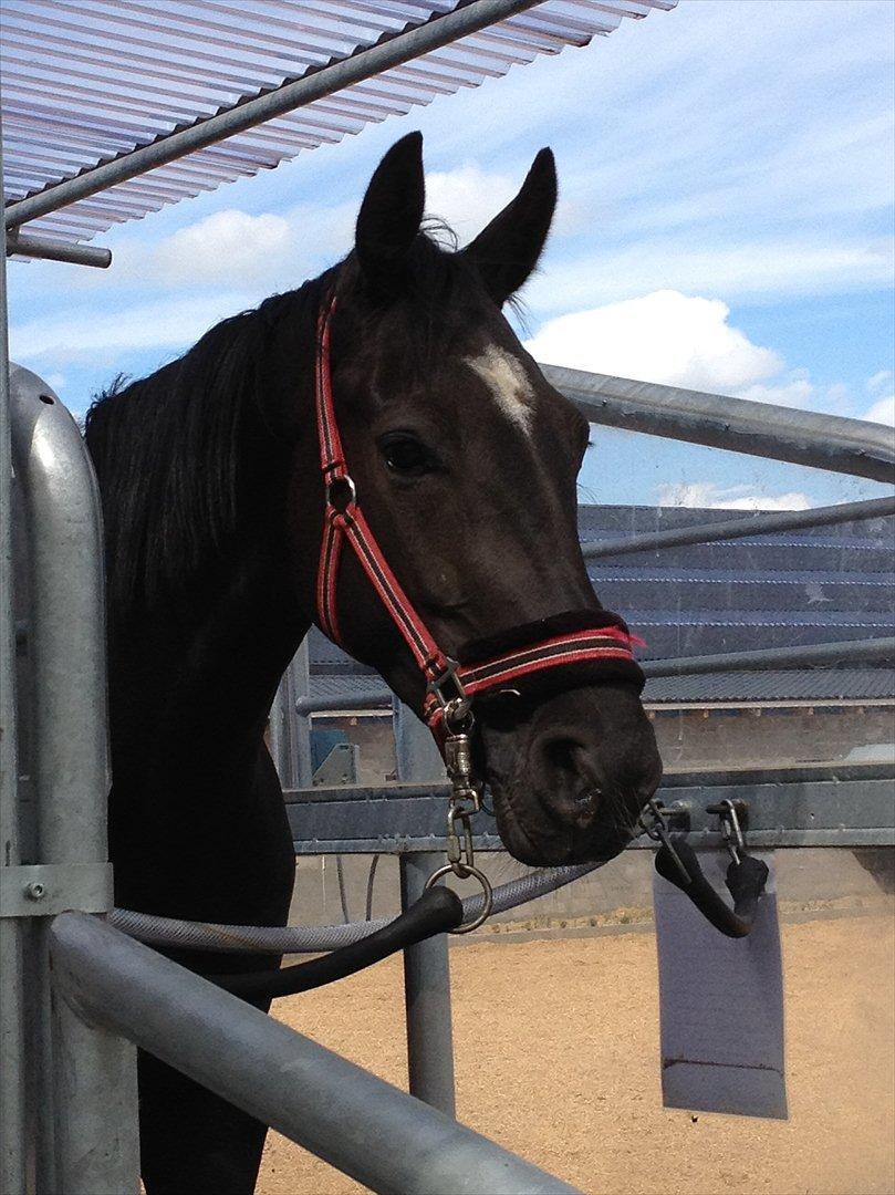 Dansk Varmblod Nofret billede 3