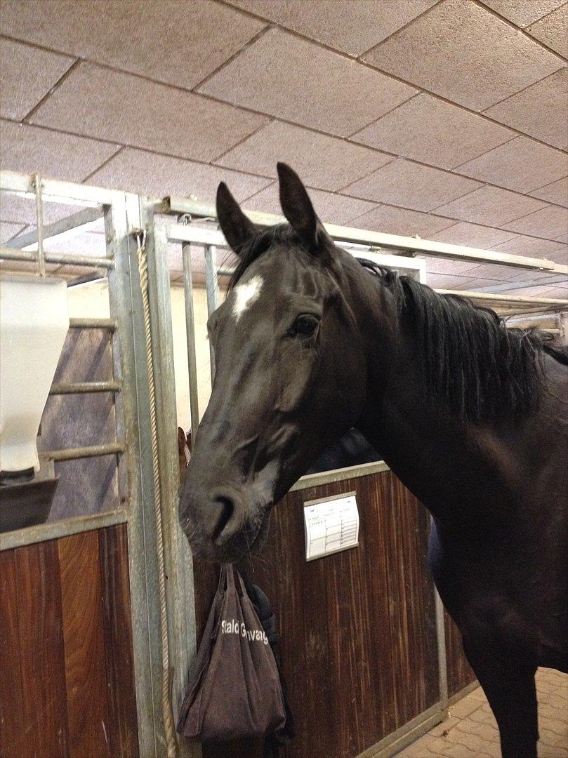 Dansk Varmblod Nofret billede 11