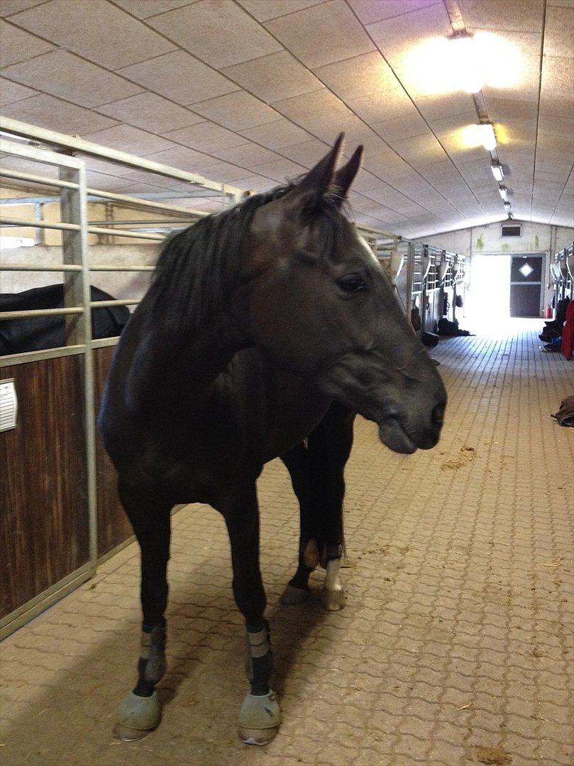 Dansk Varmblod Nofret billede 6