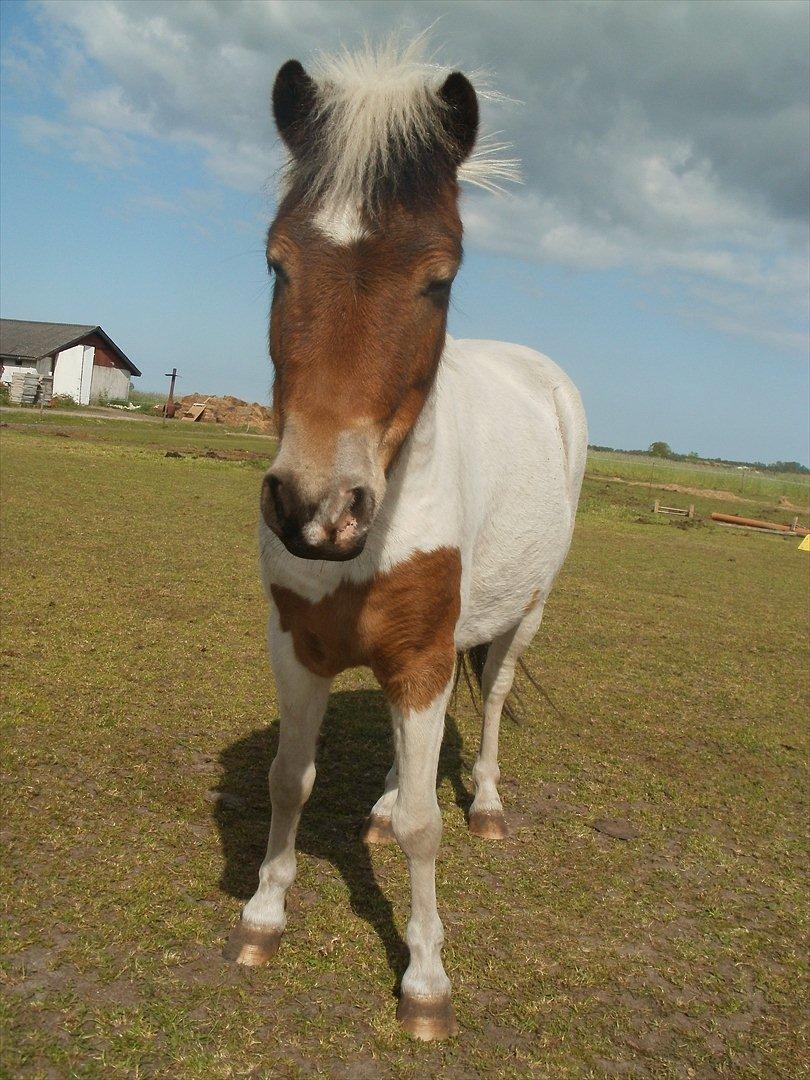 Anden særlig race KIKI BABY - nyder de sidste dage sammen! <3 billede 13