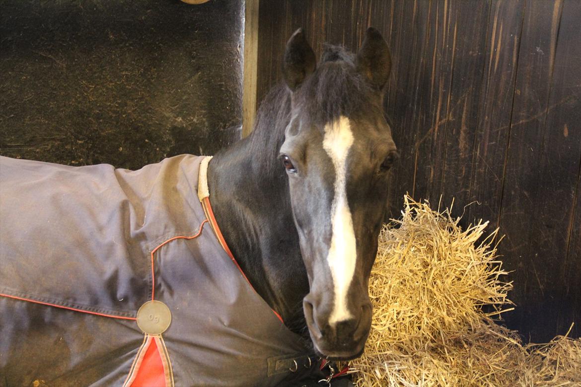 DSP Toftekildes Nelly billede 14