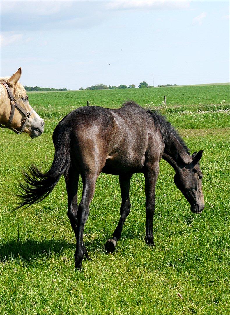 Holstener Cassie Gørtz - d.  27/05 - 2012 billede 7