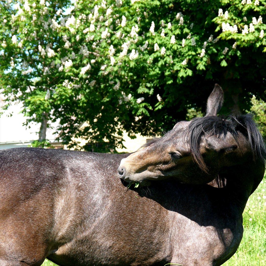 Holstener Cassie Gørtz - d. 27/05 - 2012 Uha, det klør lige der, hvis du ikk vil hjælpe, må jeg jo bare selv ;) billede 17
