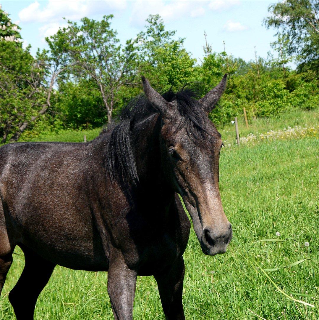 Holstener Cassie Gørtz - d. 27/05 - 2012 billede 13