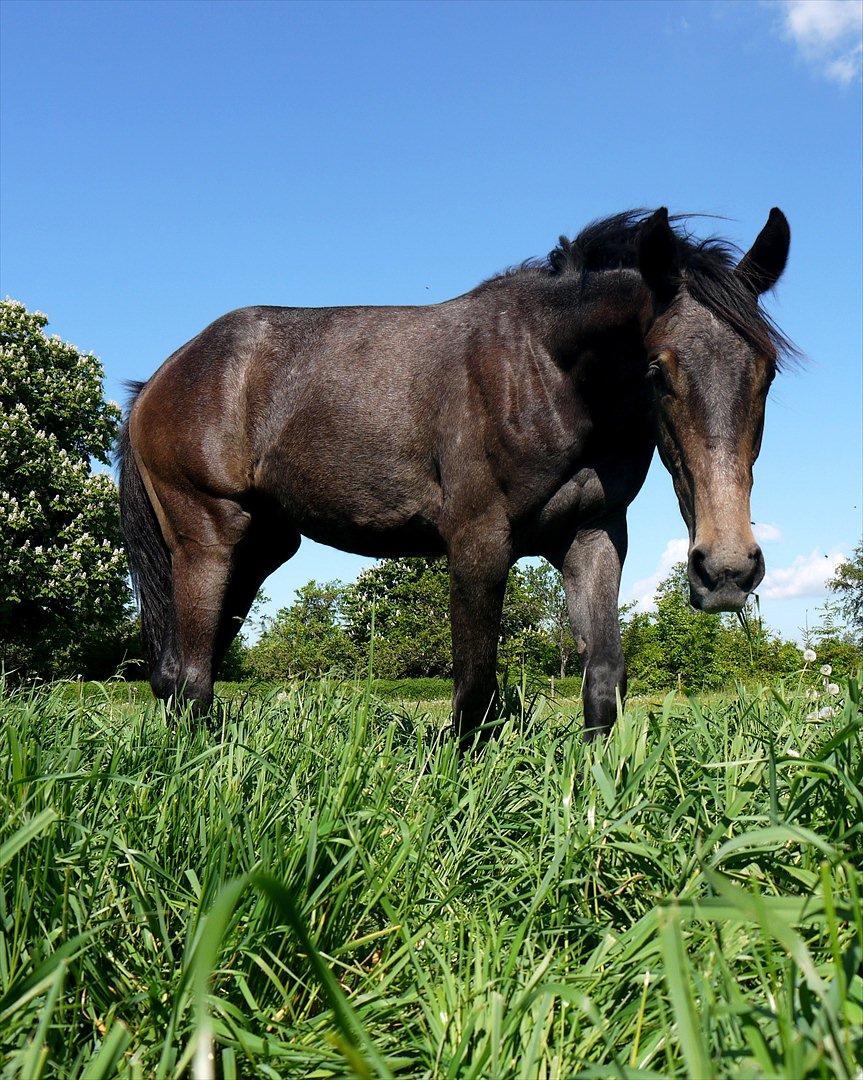 Holstener Cassie Gørtz - d. 27/05 - 2012.
 Græsset er bare godt! billede 2