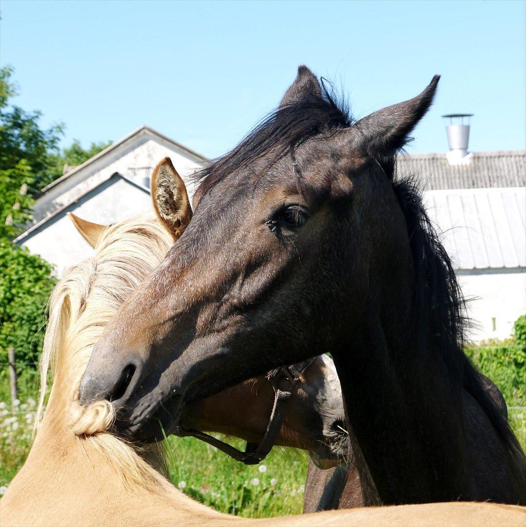 Holstener Cassie Gørtz - d. 27/05 - 2012 Cassie & Geni billede 15