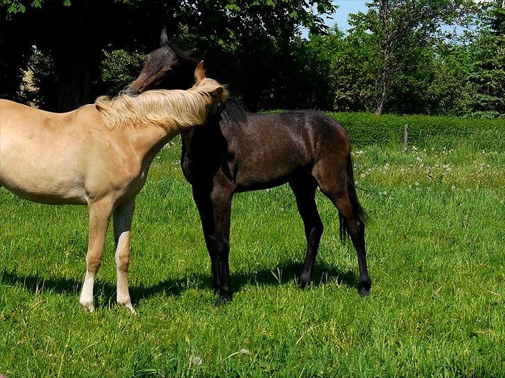 Holstener Cassie Gørtz - d. 27/05 - 2012 Næsten 14 mdr. Nusser med sin bedsteveninde Geni. billede 14