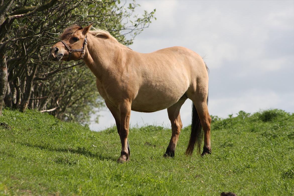 Anden særlig race Bonnie billede 2