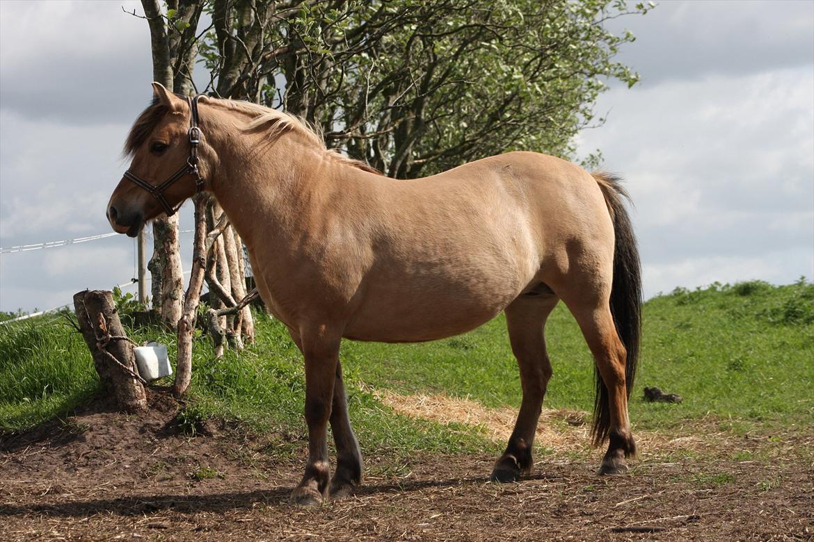 Anden særlig race Bonnie billede 6