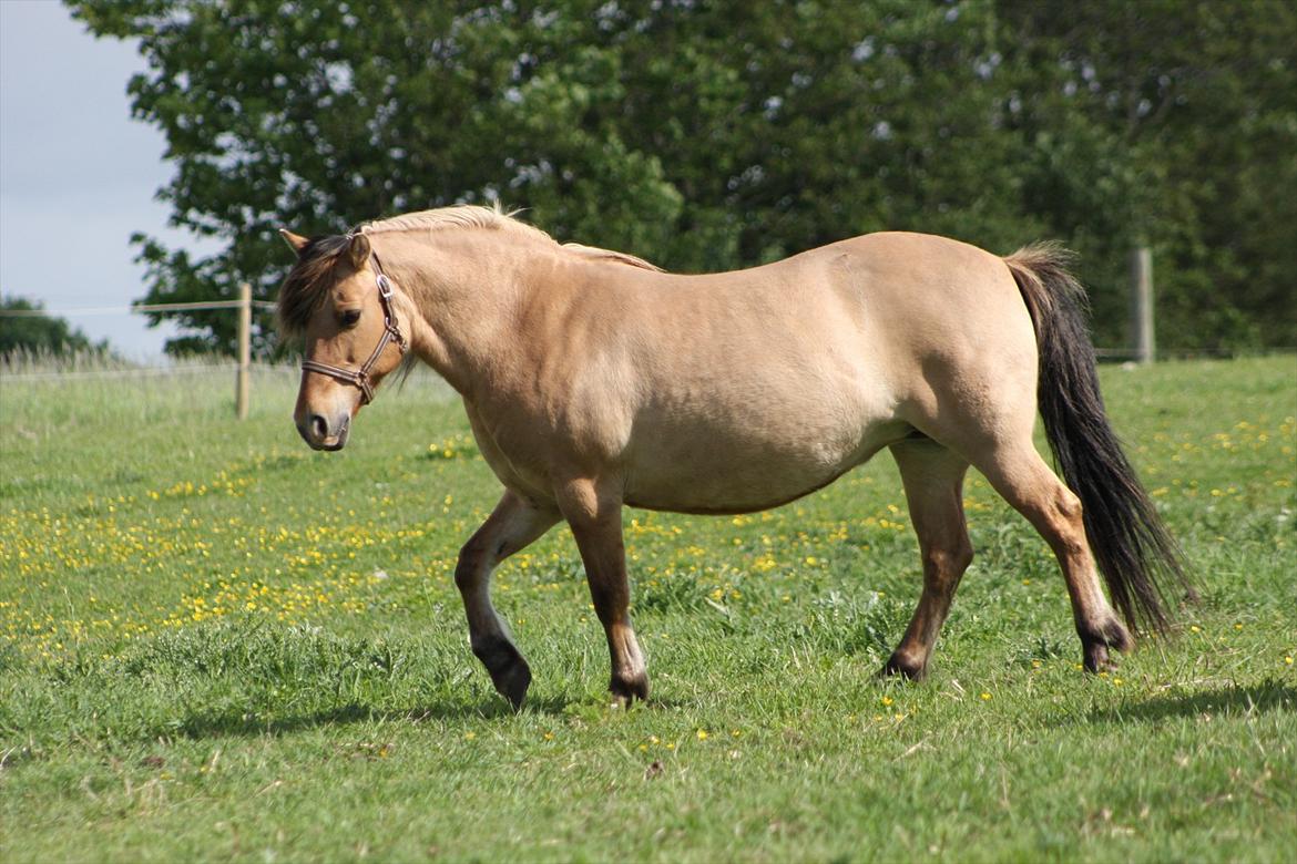 Anden særlig race Bonnie billede 4