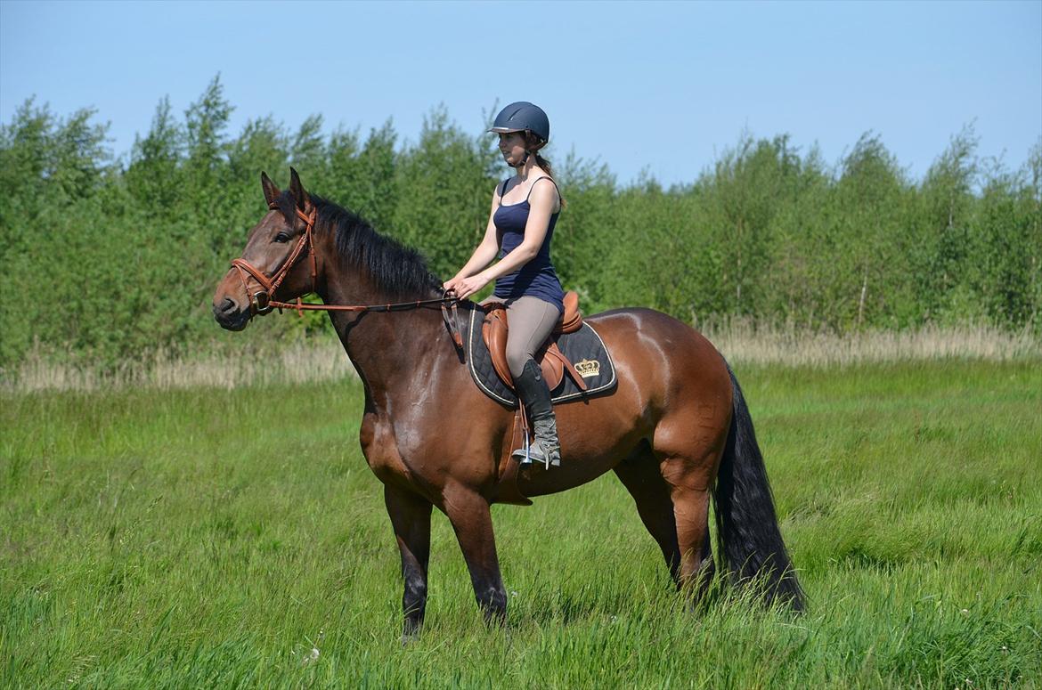 Dansk Varmblod Quickstep billede 1