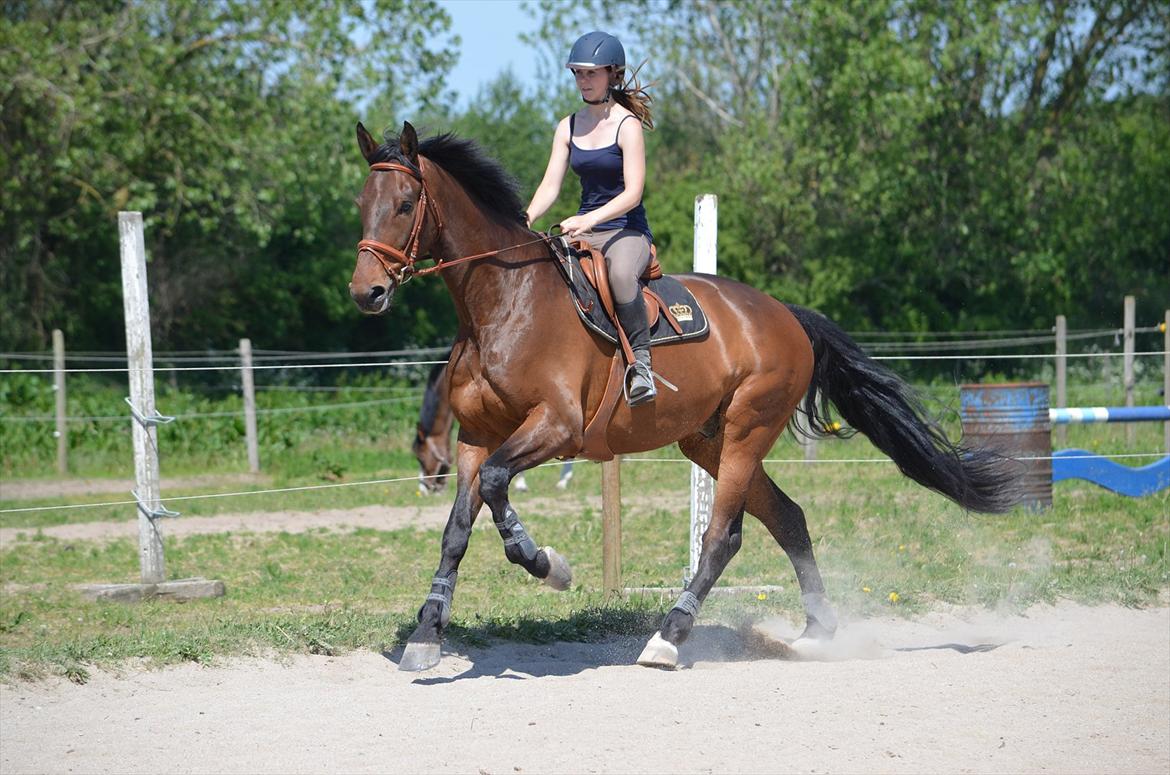 Dansk Varmblod Quickstep billede 2