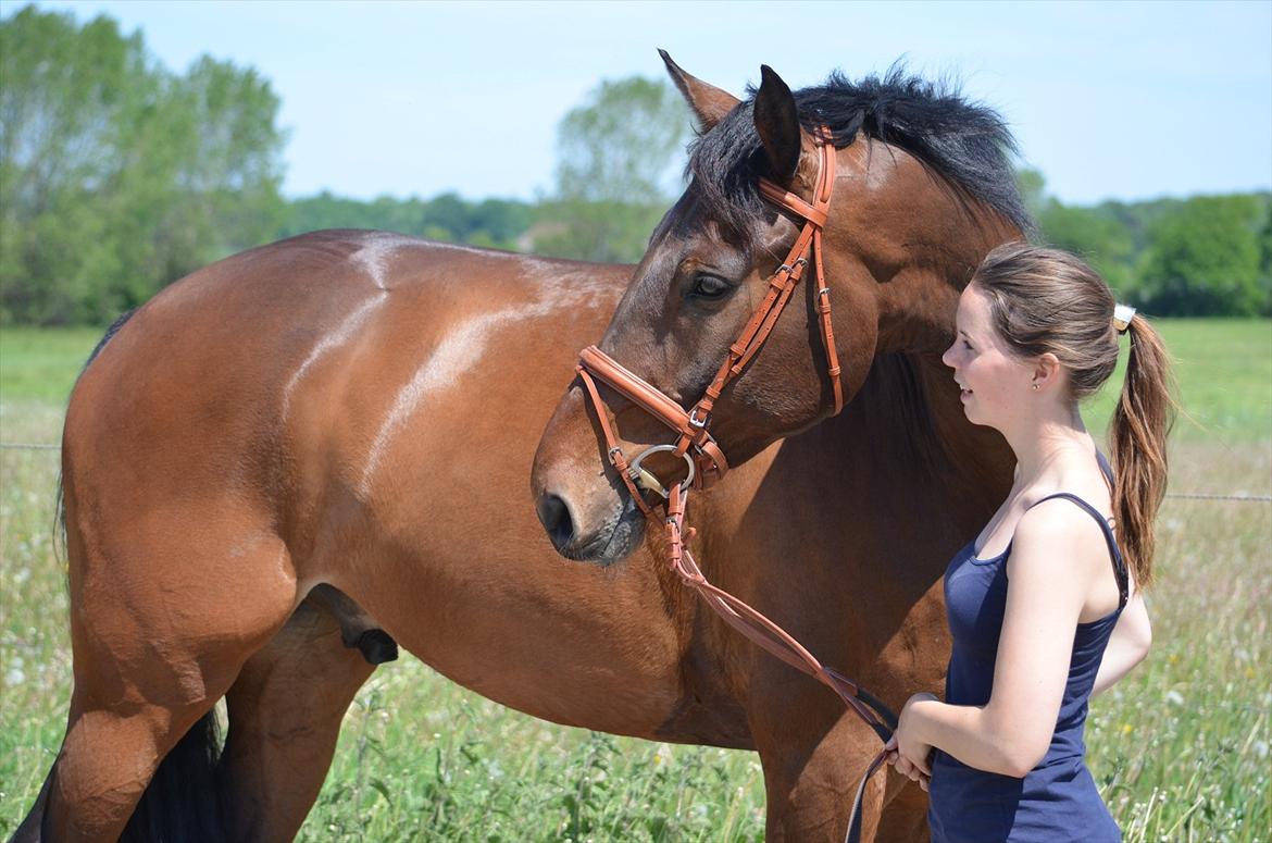 Dansk Varmblod Quickstep billede 3