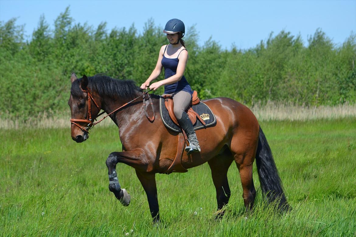 Dansk Varmblod Quickstep billede 4