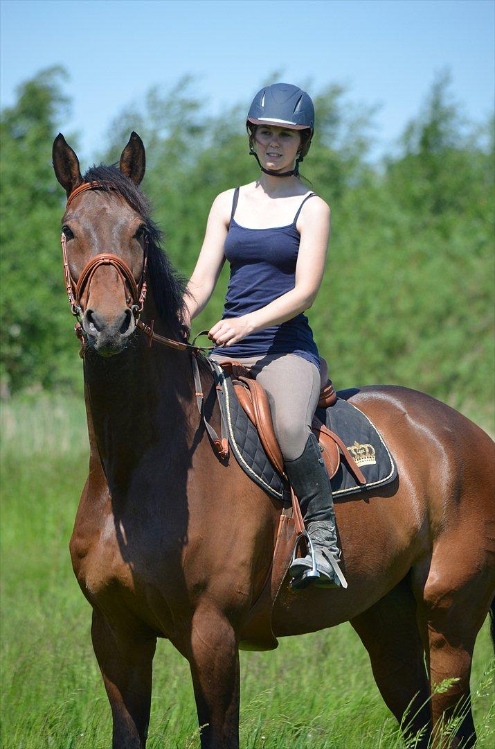 Dansk Varmblod Quickstep billede 5