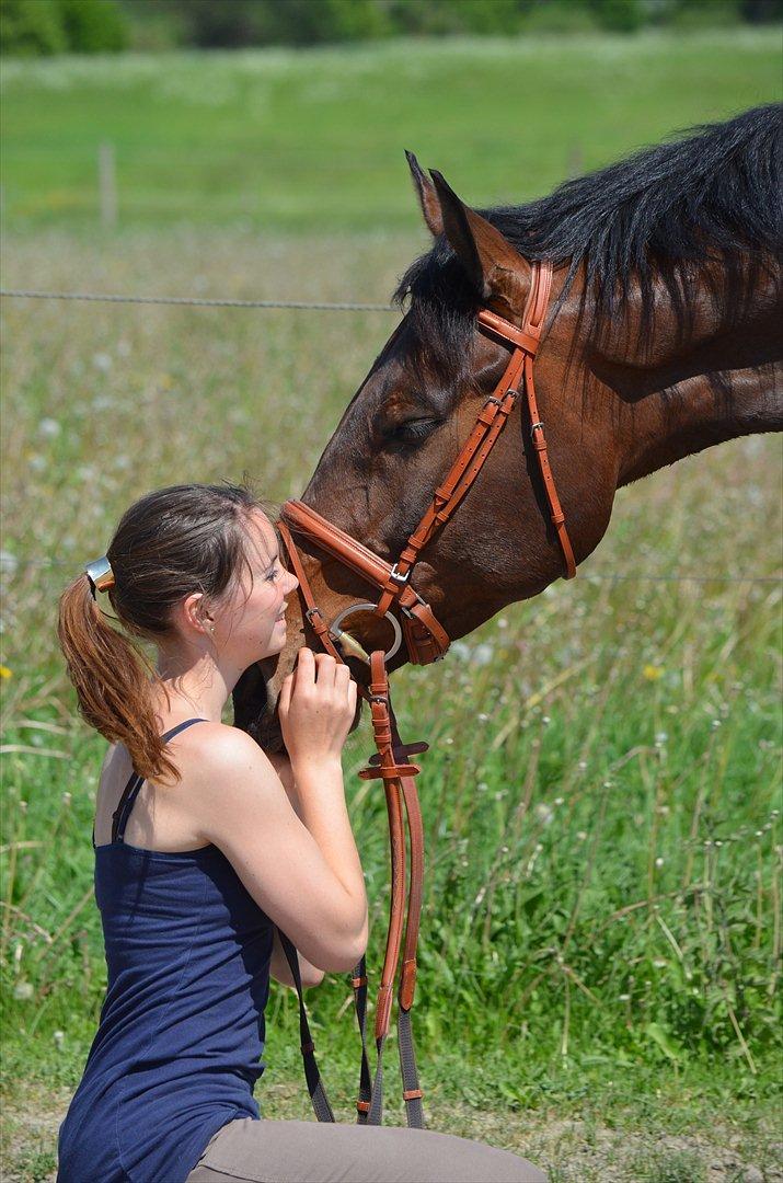 Dansk Varmblod Quickstep billede 6
