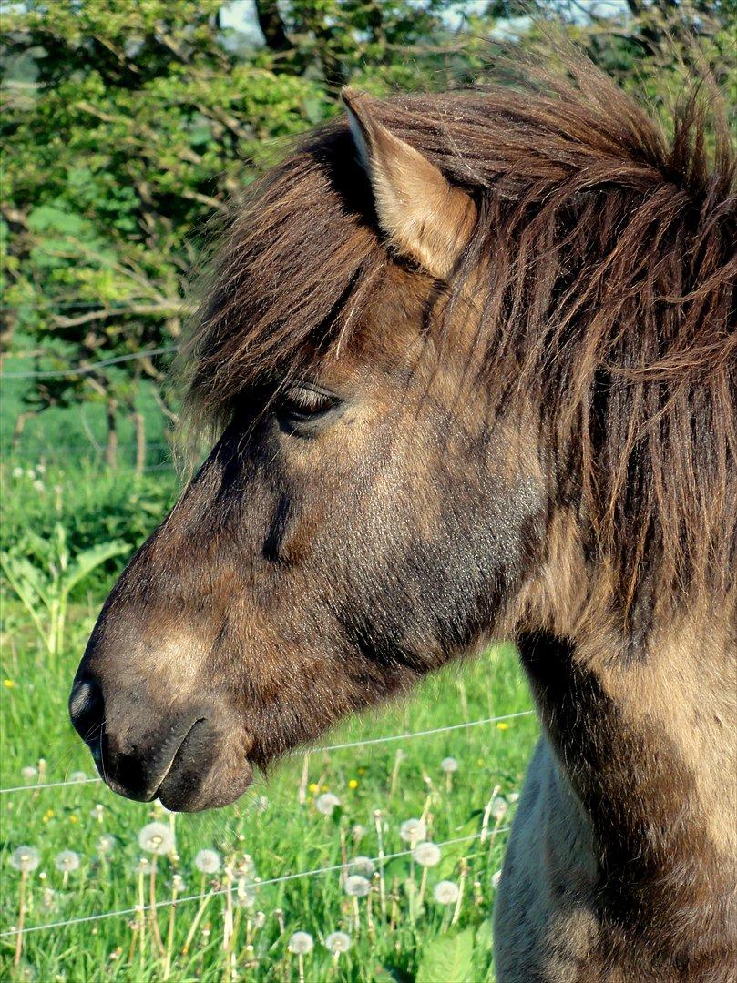 Islænder Reykur fra Valhalla billede 14
